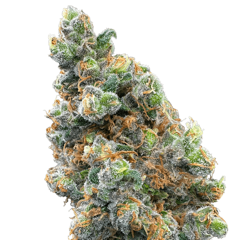 Afghani Skunk 2