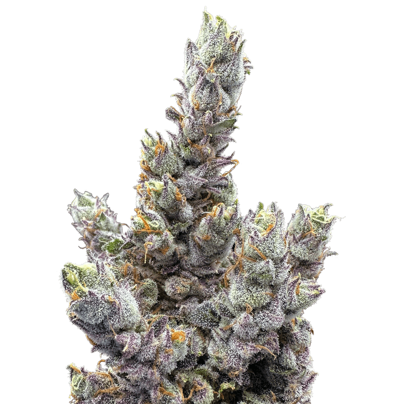Glue Dream 2