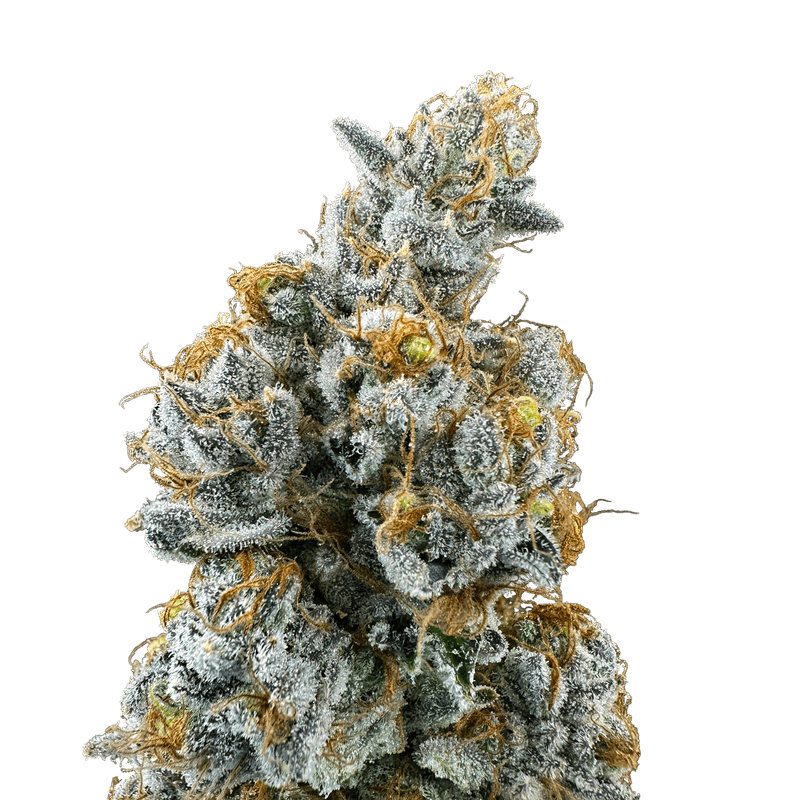 Lemon Cake 2